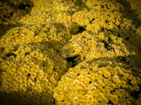 Hermoso Fondo Crisantemos Amarillos Con Perspectiva Viñeta Flor Naturaleza — Foto de Stock