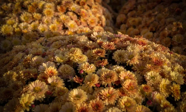 Beau Fond Chrysanthèmes Orange Avec Perspective Vignette Fleur Nature — Photo