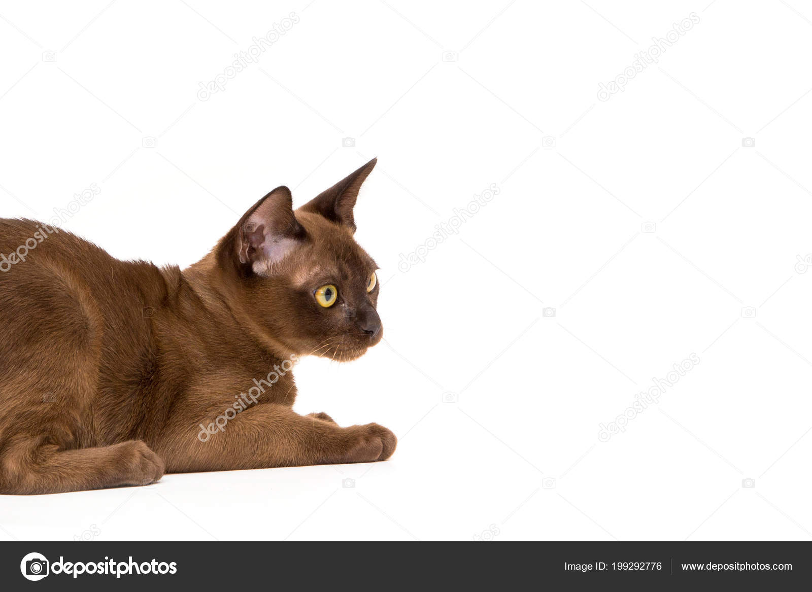 棕色缅甸猫 在白色背景上 图库照片 C Alwih