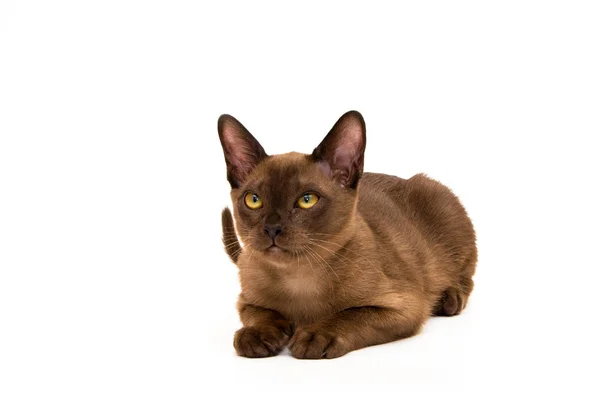 Brown Burmese Cat Nice Cute Kitten White Background Place Insert — Stock Photo, Image