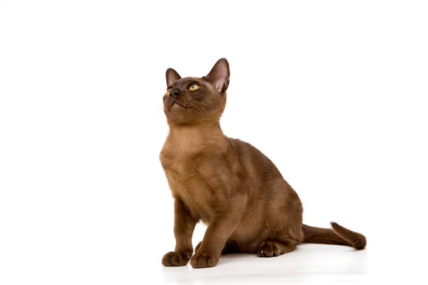 Brown Burmese Cat Nice Cute Kitten White Background Place Insert — Stock Photo, Image