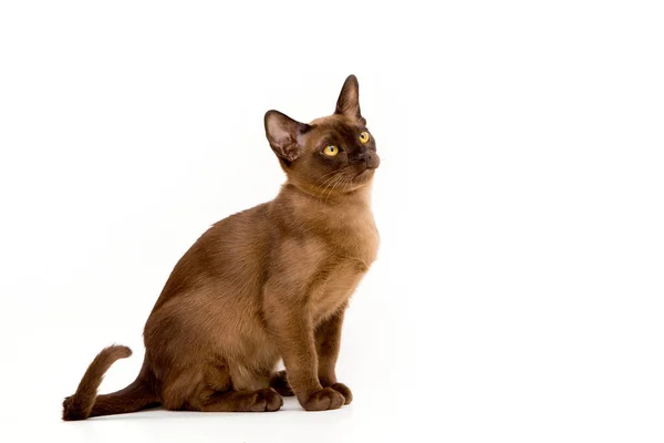 Brown burmese cat. On a white background. — Stock Photo, Image