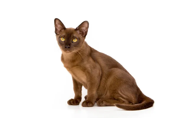 Brown burmese cat. On a white background. — Stock Photo, Image