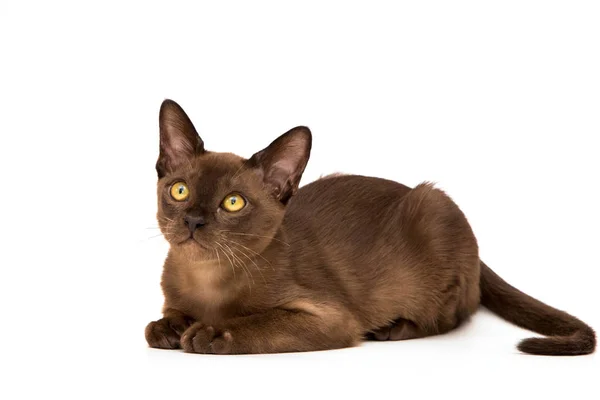 Brown burmese cat. On a white background. — Stock Photo, Image