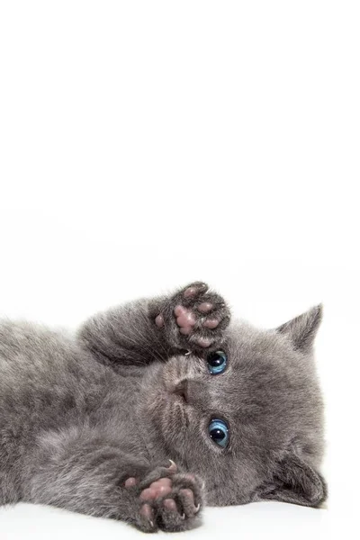 고양이 절연입니다 포스터 메시지에 — 스톡 사진