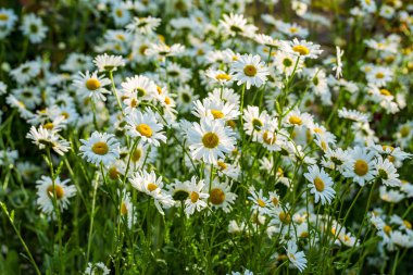 Güneş, güzel chamomiles alan. Yaz günü doğada doğal arka plan.