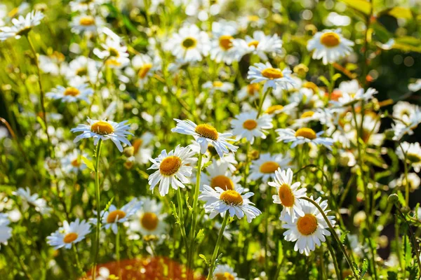 Beautiful Chamomiles Field Sun Summer Day Nature Natural Background — Stock Photo, Image