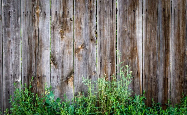 Wood Texture Background Green Twig Place Insert Text Old Style — Stock Photo, Image