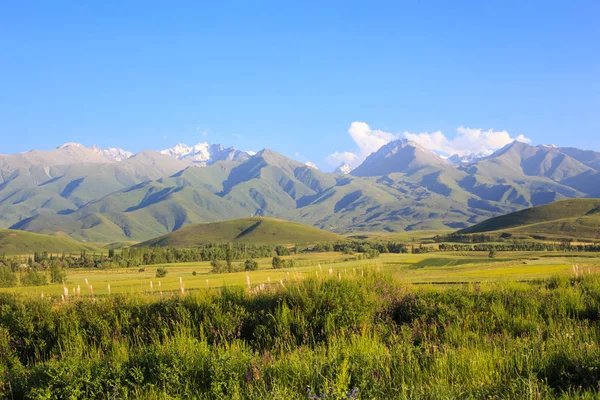 Montanhas e campos verdes. Quirguizistão . — Fotografia de Stock