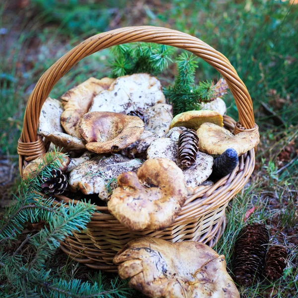 Voller Korb Mit Herbstpilzen Natürliche Biolebensmittel Pilze Einer Natürlichen Umgebung — Stockfoto