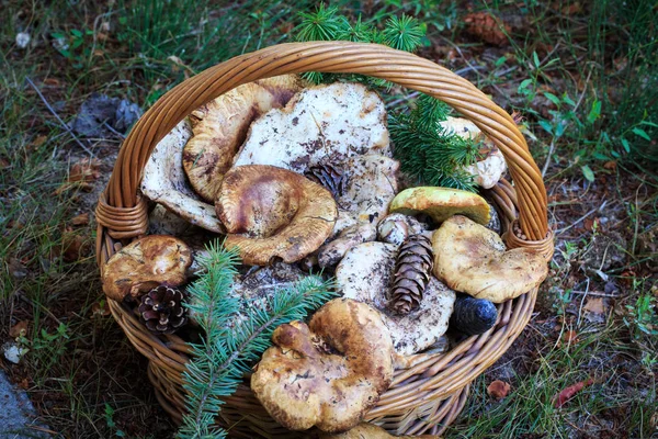 Cesta Cheia Cogumelos Outono Comida Orgânica Natural Cogumelos Ambiente Natural — Fotografia de Stock