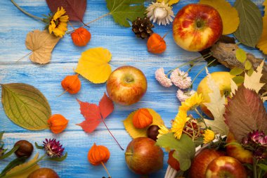 Sonbahar parlak arka plan. Çiçek, yaprak ve meyve mavi ahşap arka plan üzerinde. Sonbaharda tatiller ve Şükran günü için arka plan.