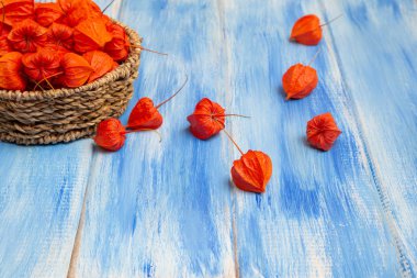 Sonbahar arka plan. Parlak turuncu physalis çilek odunsu mavi bir arka plan üzerinde. Sonbaharda tatiller ve Şükran günü için arka plan.