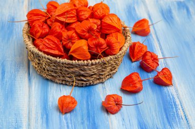 Sonbahar arka plan. Parlak turuncu physalis çilek odunsu mavi bir arka plan üzerinde. Sonbaharda tatiller ve Şükran günü için arka plan.