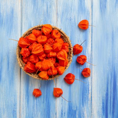 Sonbahar arka plan. Parlak turuncu physalis çilek odunsu mavi bir arka plan üzerinde. Sonbaharda tatiller ve Şükran günü için arka plan.