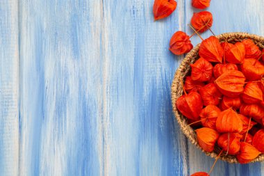 Sonbahar arka plan. Parlak turuncu physalis çilek odunsu mavi bir arka plan üzerinde. Sonbaharda tatiller ve Şükran günü için arka plan.