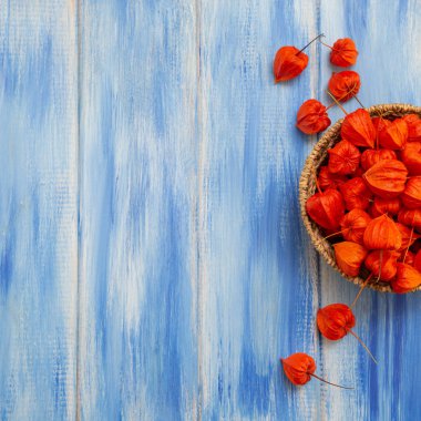 Sonbahar arka plan. Parlak turuncu physalis çilek odunsu mavi bir arka plan üzerinde. Sonbaharda tatiller ve Şükran günü için arka plan.