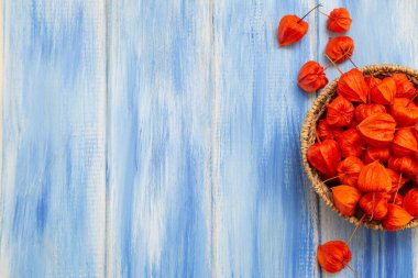 Sonbahar arka plan. Parlak turuncu physalis çilek odunsu mavi bir arka plan üzerinde. Sonbaharda tatiller ve Şükran günü için arka plan.