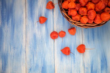 Sonbahar arka plan. Parlak turuncu physalis çilek odunsu mavi bir arka plan üzerinde. Sonbaharda tatiller ve Şükran günü için arka plan.