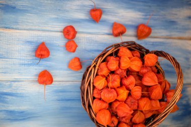 Sonbahar arka plan. Parlak turuncu physalis çilek odunsu mavi bir arka plan üzerinde. Sonbaharda tatiller ve Şükran günü için arka plan.