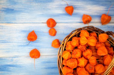 Sonbahar arka plan. Parlak turuncu physalis çilek odunsu mavi bir arka plan üzerinde. Sonbaharda tatiller ve Şükran günü için arka plan.