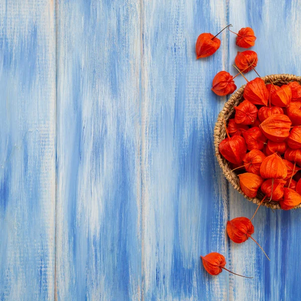 Sonbahar arka plan. Parlak turuncu physalis çilek odunsu mavi bir arka plan üzerinde. Sonbaharda tatiller ve Şükran günü için arka plan.