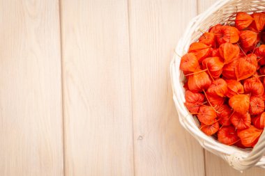 Sonbahar arka plan. Parlak turuncu physalis çilek parlak odunsu arka plan üzerinde. Sonbaharda tatiller ve Şükran günü için arka plan.