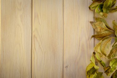 Sonbahar arka plan. Sonbahar yaprakları hafif ahşap arka plan üzerinde. Sonbaharda tatiller ve Şükran günü için arka plan. Metin için yer