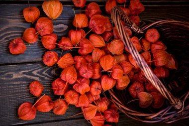 Sonbahar arka plan. Parlak turuncu physalis çilek kahverengi odunsu arka plan üzerinde. Sonbaharda tatiller ve Şükran günü için arka plan.