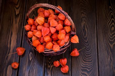 Sonbahar arka plan. Parlak turuncu physalis çilek kahverengi odunsu arka plan üzerinde. Sonbaharda tatiller ve Şükran günü için arka plan.