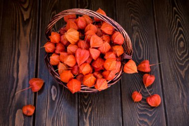 Sonbahar arka plan. Parlak turuncu physalis çilek kahverengi odunsu arka plan üzerinde. Sonbaharda tatiller ve Şükran günü için arka plan.