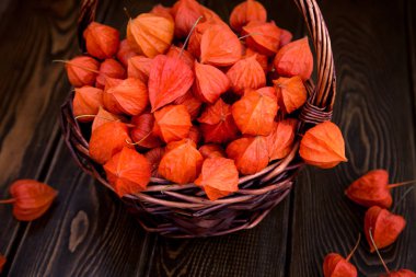 Sonbahar arka plan. Parlak turuncu physalis çilek kahverengi odunsu arka plan üzerinde. Sonbaharda tatiller ve Şükran günü için arka plan.