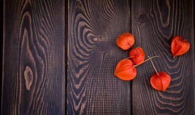 Sonbahar arka plan. Parlak turuncu physalis çilek kahverengi odunsu arka plan üzerinde. Sonbaharda tatiller ve Şükran günü için arka plan.