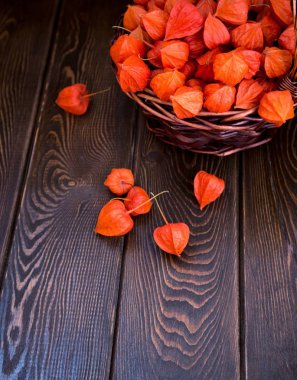 Sonbahar arka plan. Parlak turuncu physalis çilek kahverengi odunsu arka plan üzerinde. Sonbaharda tatiller ve Şükran günü için arka plan.