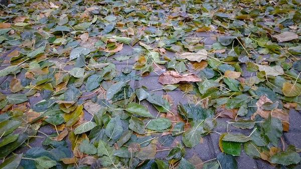 Feuilles Automne Colorées Contexte Naturel — Photo