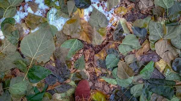 Färgglada Höstlöv Naturlig Bakgrund — Stockfoto