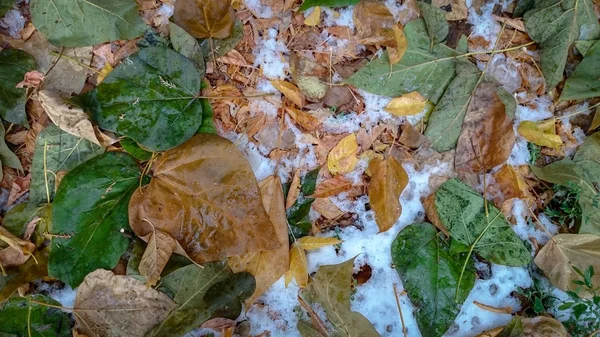 Folhas Outono Coloridas Fundo Natural — Fotografia de Stock