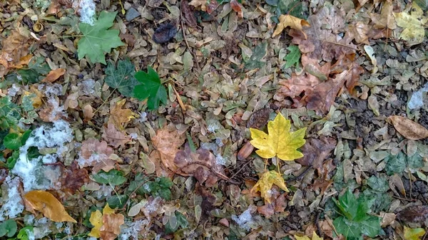 Bunte Herbstblätter Natürlicher Hintergrund — Stockfoto