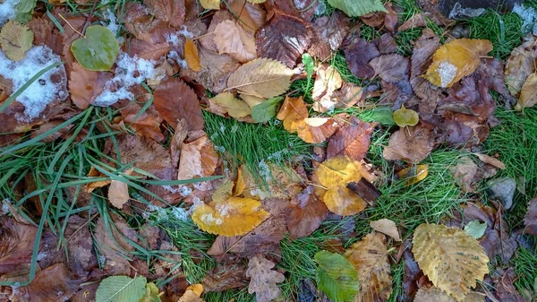 Bunte Herbstblätter Natürlicher Hintergrund — Stockfoto