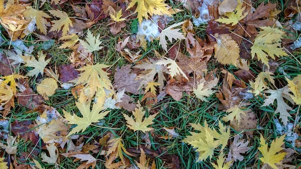 Folhas Outono Coloridas Fundo Natural — Fotografia de Stock