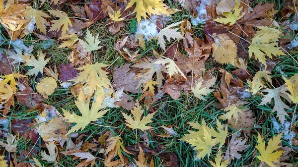 Feuilles Automne Colorées Contexte Naturel — Photo