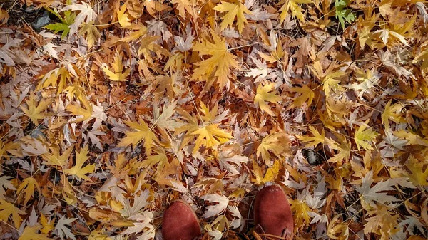 Folhas Outono Coloridas Fundo Natural — Fotografia de Stock