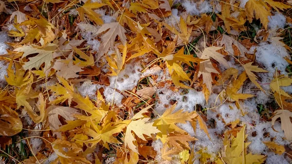Цветные Осенние Листья Естественный Фон — стоковое фото
