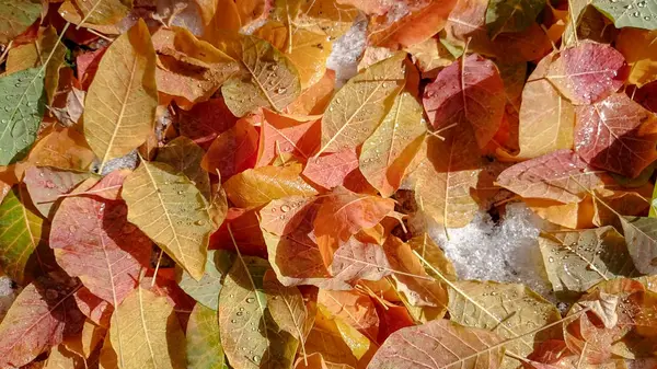 Feuilles Automne Colorées Contexte Naturel — Photo