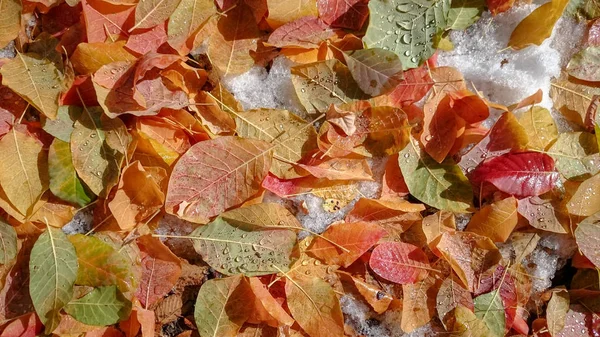 Цветные Осенние Листья Естественный Фон — стоковое фото