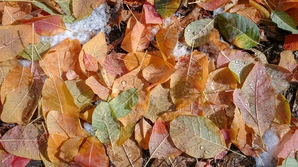 Feuilles Automne Colorées Contexte Naturel — Photo