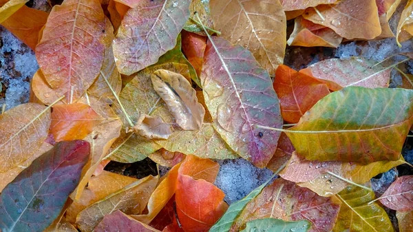 Bunte Herbstblätter Natürlicher Hintergrund — Stockfoto