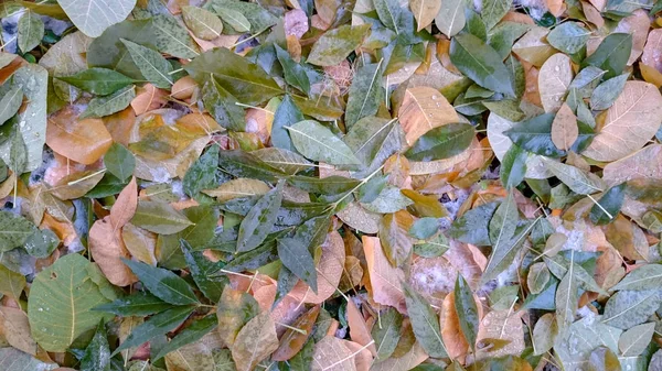 Kleurrijke Herfstbladeren Natuurlijke Achtergrond — Stockfoto