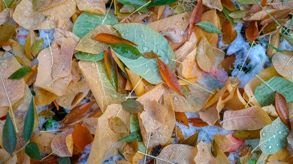 Kolorowych Liści Jesienią Naturalne Podłoże — Zdjęcie stockowe