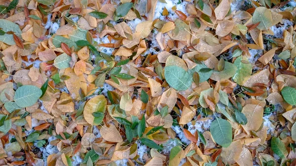 Barevné Podzimní Listí Přírodní Pozadí — Stock fotografie